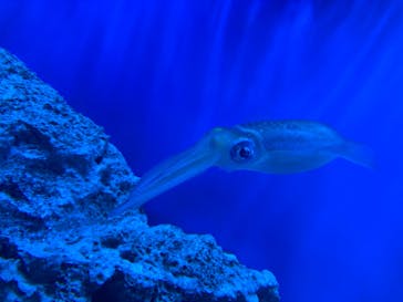 サンシャイン水族館に投稿された画像（2022/3/19）