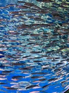 アクアワールド茨城県大洗水族館に投稿された画像（2022/3/20）