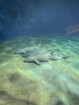 アクアワールド茨城県大洗水族館に投稿された画像（2022/3/20）