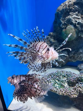 アクアワールド茨城県大洗水族館に投稿された画像（2022/3/20）