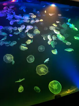 すみだ水族館に投稿された画像（2022/3/20）