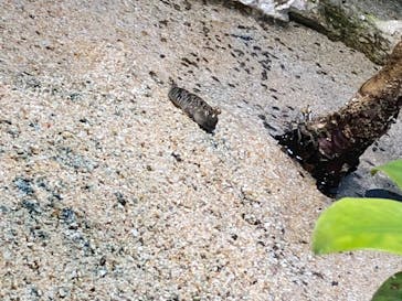 サンシャイン水族館に投稿された画像（2022/3/20）