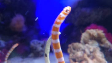 新江ノ島水族館に投稿された画像（2022/3/20）