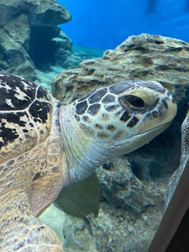 名古屋港水族館に投稿された画像（2022/3/20）