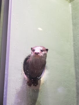 マクセル アクアパーク品川に投稿された画像（2022/3/20）