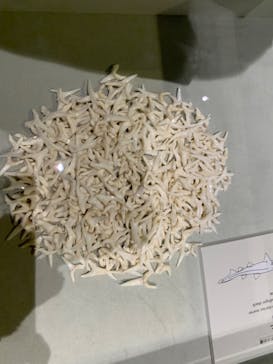 アクアワールド茨城県大洗水族館に投稿された画像（2022/3/20）