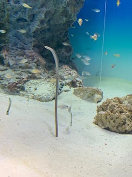 アクアワールド茨城県大洗水族館に投稿された画像（2022/3/20）