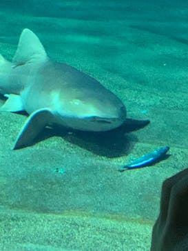 アクアワールド茨城県大洗水族館に投稿された画像（2022/3/20）