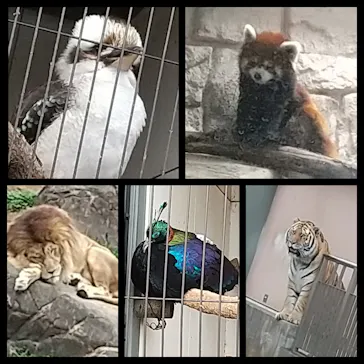 天王寺動物園に投稿された画像（2022/3/20）