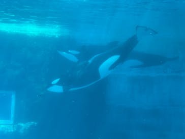 名古屋港水族館に投稿された画像（2022/3/20）