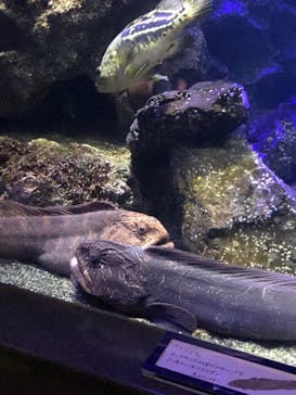 新江ノ島水族館に投稿された画像（2022/3/20）