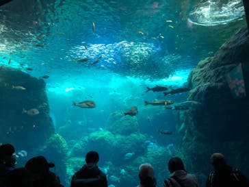 新江ノ島水族館に投稿された画像（2022/3/20）