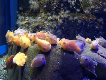 新江ノ島水族館に投稿された画像（2022/3/20）