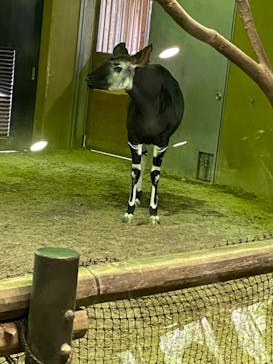 よこはま動物園ズーラシアに投稿された画像（2022/3/20）
