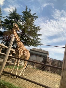 群馬サファリパークに投稿された画像（2022/3/20）