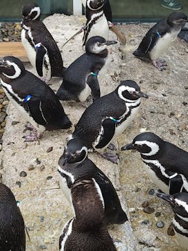 上越市立水族博物館 うみがたりに投稿された画像（2022/3/20）