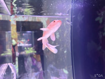 マクセル アクアパーク品川に投稿された画像（2022/3/20）