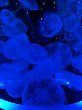 マクセル アクアパーク品川に投稿された画像（2022/3/20）