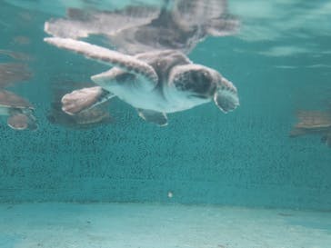 串本海中公園水族館に投稿された画像（2022/3/20）