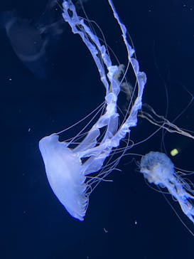 サンシャイン水族館に投稿された画像（2022/3/20）