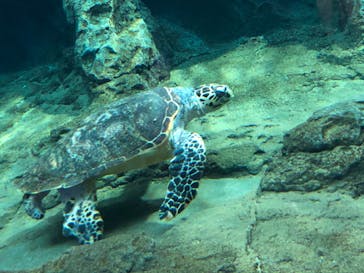 名古屋港水族館に投稿された画像（2022/3/20）