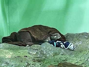 しながわ水族館に投稿された画像（2022/3/20）