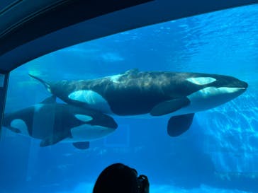 名古屋港水族館に投稿された画像（2022/3/20）