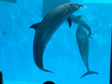 名古屋港水族館に投稿された画像（2022/3/20）