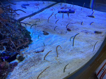 名古屋港水族館に投稿された画像（2022/3/20）