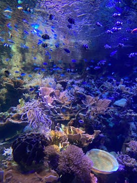 名古屋港水族館に投稿された画像（2022/3/20）