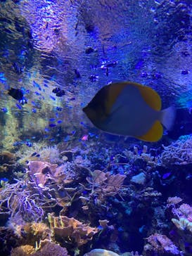 名古屋港水族館に投稿された画像（2022/3/20）