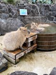 伊豆シャボテン動物公園に投稿された画像（2022/3/20）