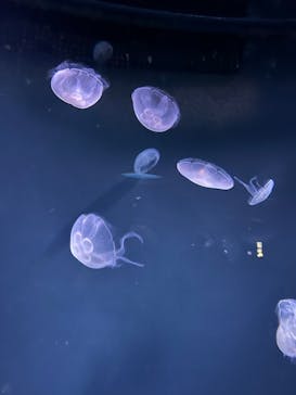 サンシャイン水族館に投稿された画像（2022/3/20）