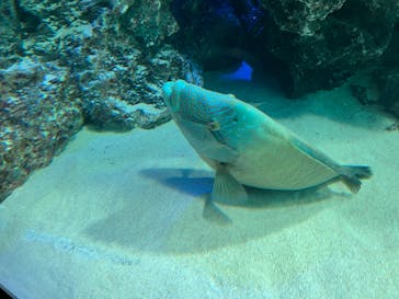 サンシャイン水族館に投稿された画像（2022/3/20）