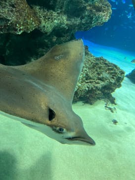 サンシャイン水族館に投稿された画像（2022/3/20）