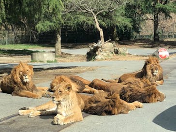 群馬サファリパークに投稿された画像（2022/3/20）