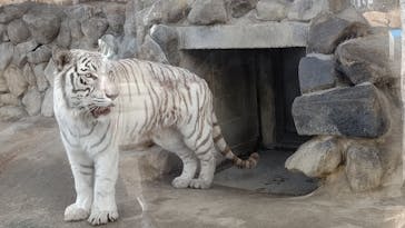 東武動物公園に投稿された画像（2022/3/20）