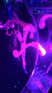 マクセル アクアパーク品川に投稿された画像（2022/3/20）