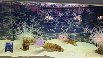 マクセル アクアパーク品川に投稿された画像（2022/3/20）