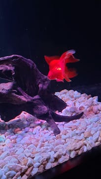 マクセル アクアパーク品川に投稿された画像（2022/3/20）