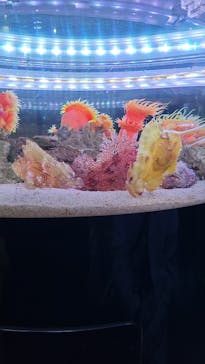 マクセル アクアパーク品川に投稿された画像（2022/3/20）