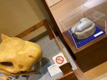 国立科学博物館　特別企画展「ポケモン化石博物館」に投稿された画像（2022/3/20）
