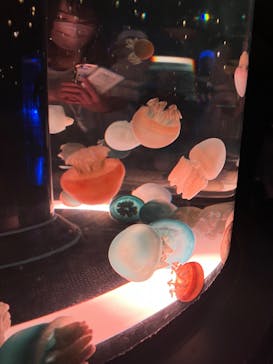 マクセル アクアパーク品川に投稿された画像（2022/3/20）