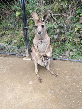 長崎バイオパークに投稿された画像（2022/3/20）