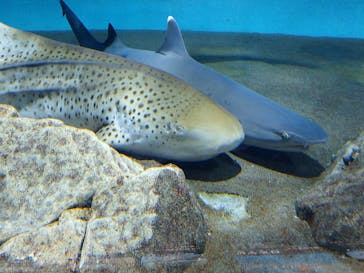 アクアワールド茨城県大洗水族館に投稿された画像（2022/3/20）