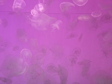 アクアワールド茨城県大洗水族館に投稿された画像（2022/3/20）