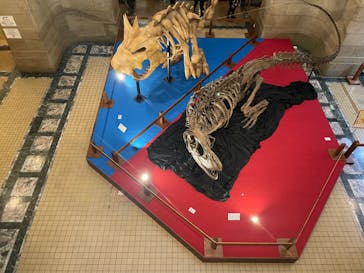 国立科学博物館　特別企画展「ポケモン化石博物館」に投稿された画像（2022/3/20）