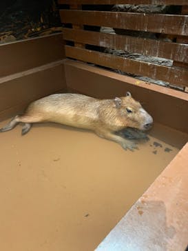 Moff animal world MARK IS みなとみらい店に投稿された画像（2022/3/20）