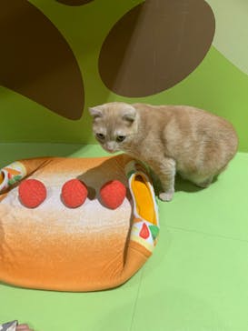 Moff animal world MARK IS みなとみらい店に投稿された画像（2022/3/20）