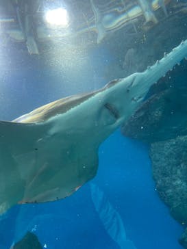 マクセル アクアパーク品川に投稿された画像（2022/3/20）